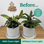 Sunrise Terrace + Grow Light